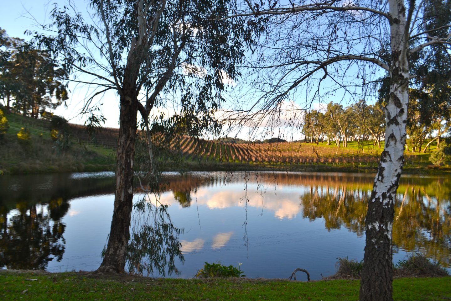 Five of the best wineries in the Adelaide Hills Lisa Eats World